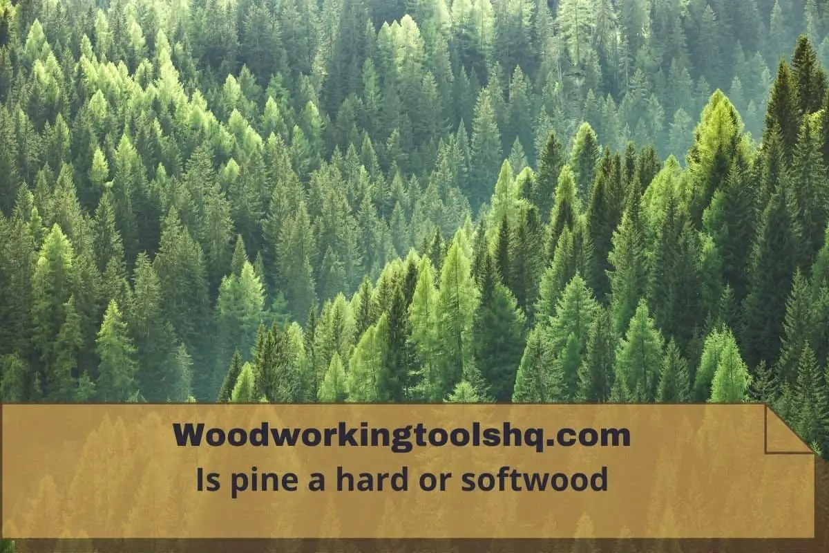 Is pine a hard or softwood