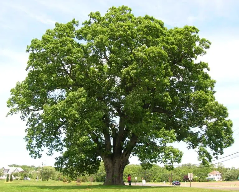 How fast do oak trees grow WoodworkingToolsHQ