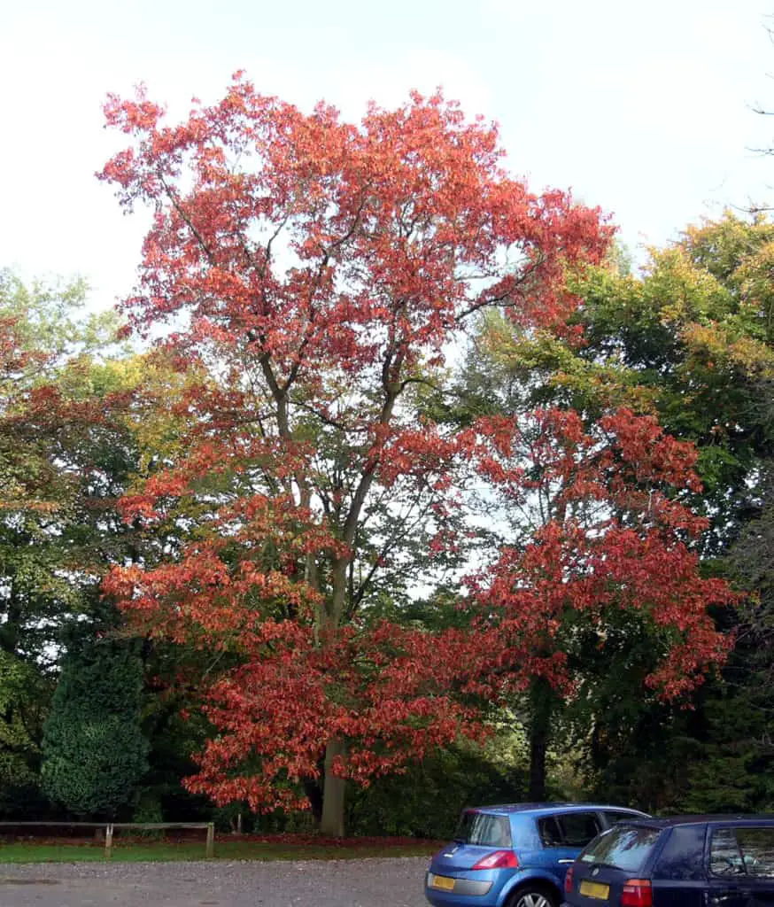 Oak trees